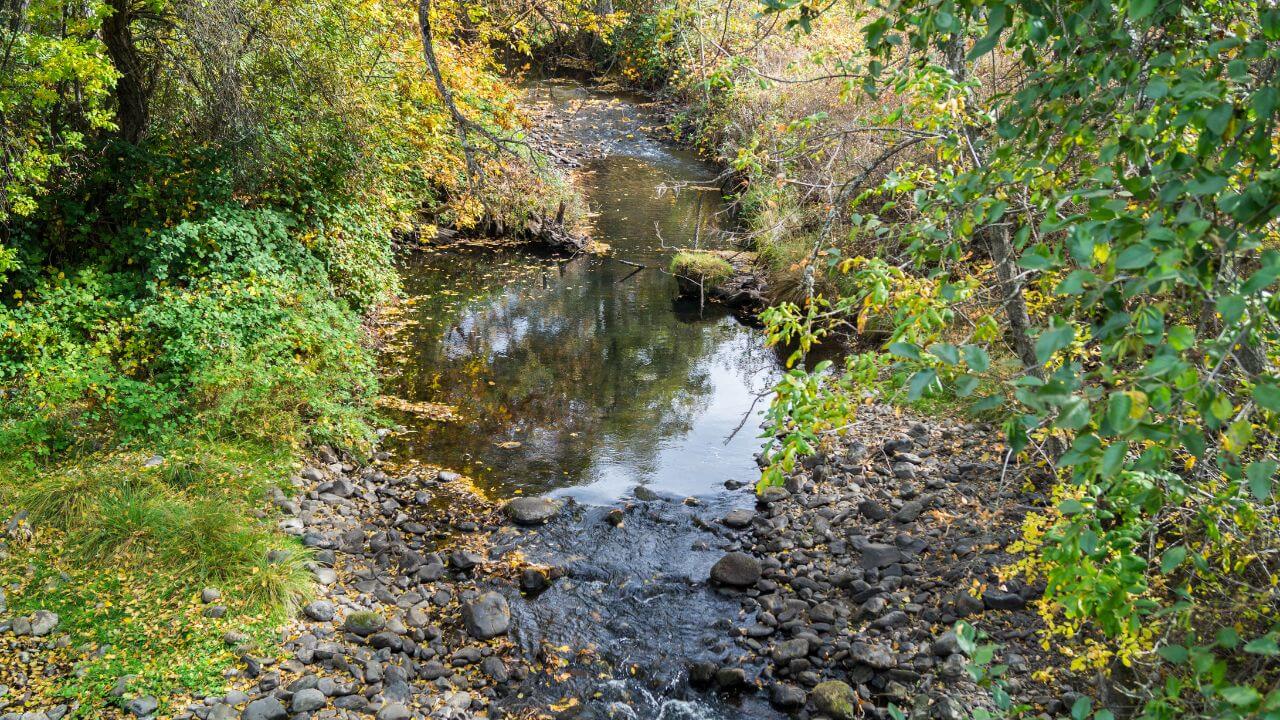 a stream runs through a wooded area in the fall