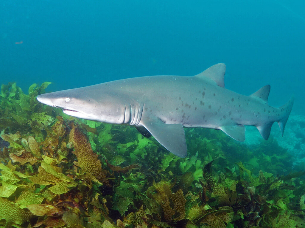 Goblin Shark