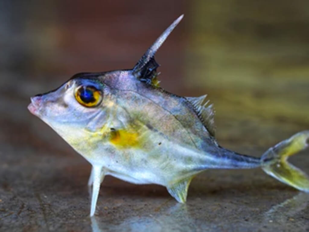 Tripod Fish 