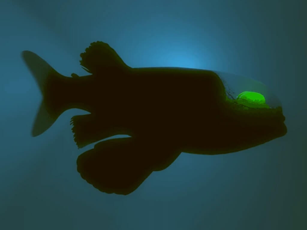Barreleye Fish 