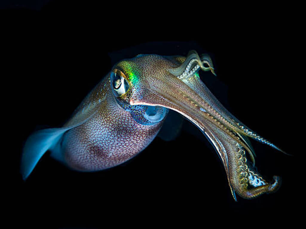 Bigfin Squid 