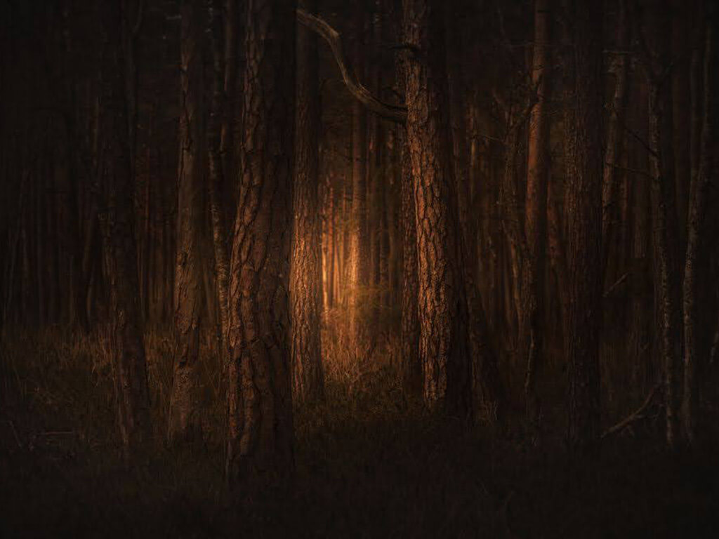 Mysterious golden dark forest shrouded in fog