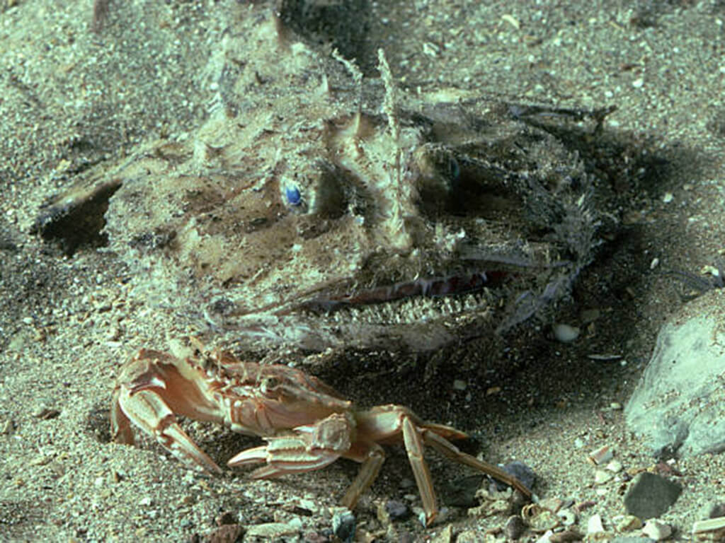 Anglerfish