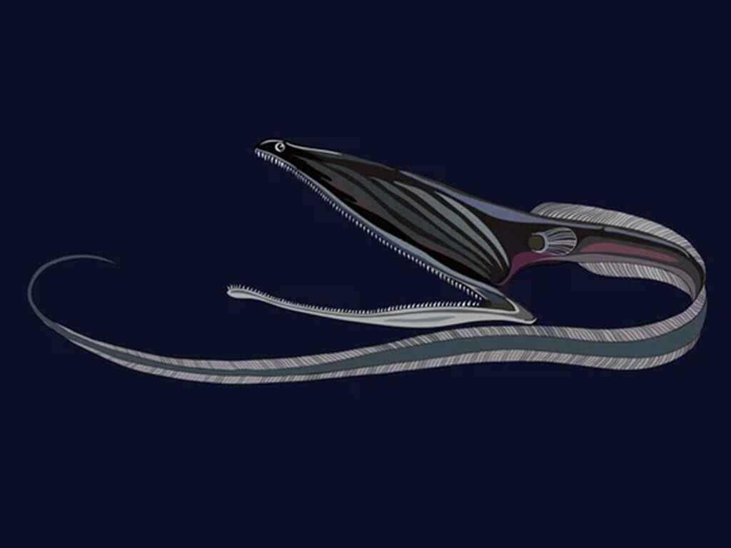 Gulper Eel 