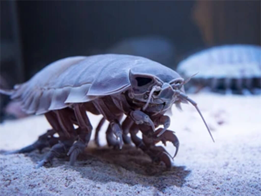 Giant Isopod 