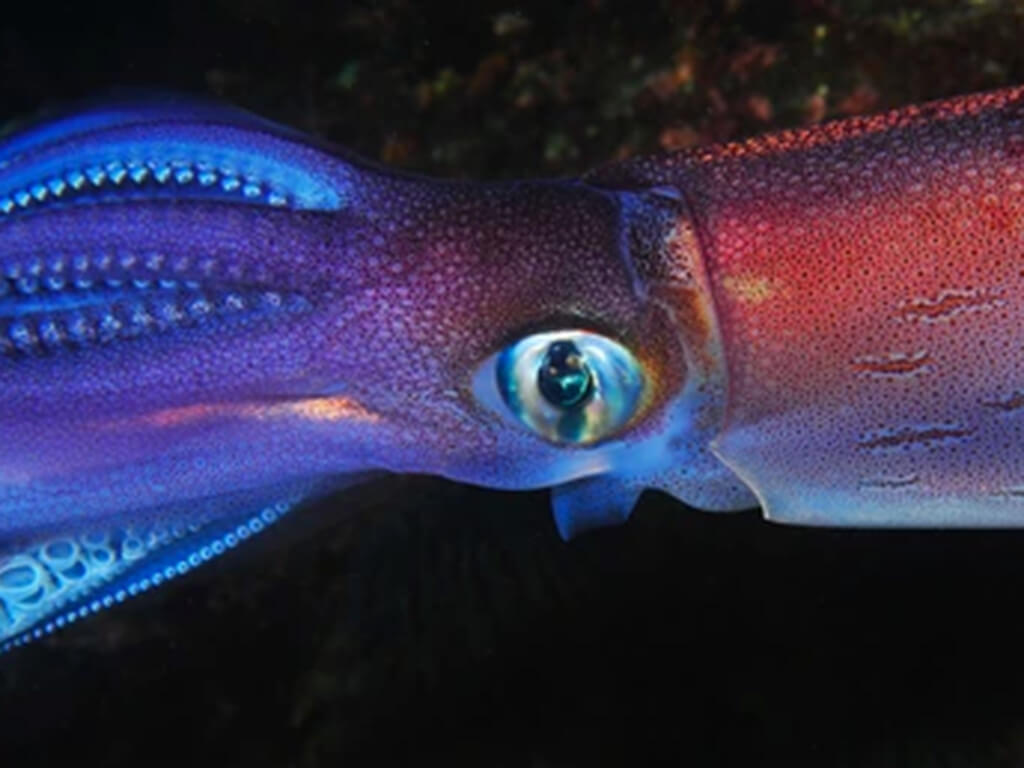 Glass Squid 