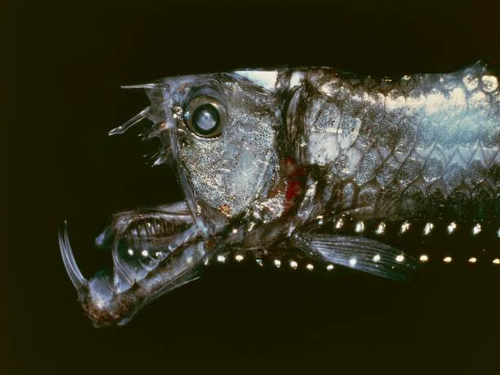 Viperfish