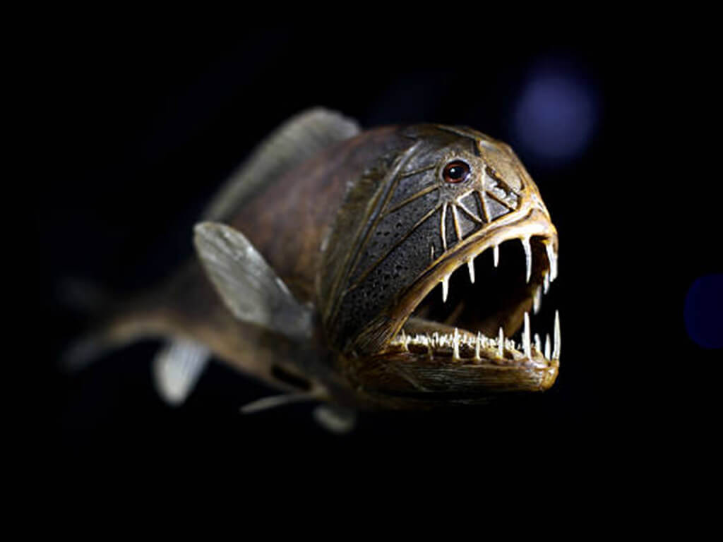 Fangtooth Fish 