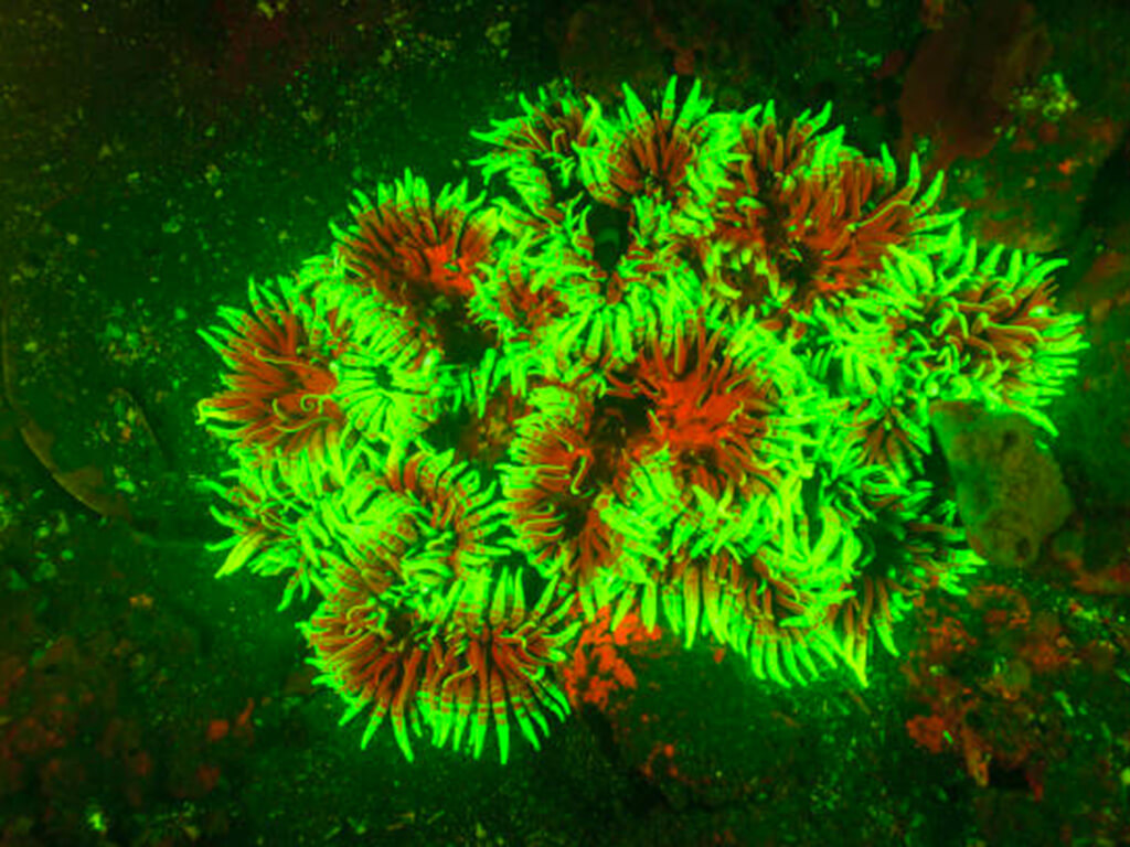 Venus Flytrap Sea Anemone 