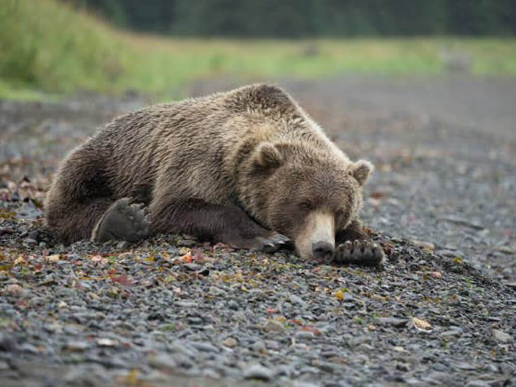 Grizzly bear at Chinitna Bay, Lake Clark National Park, Alaska
