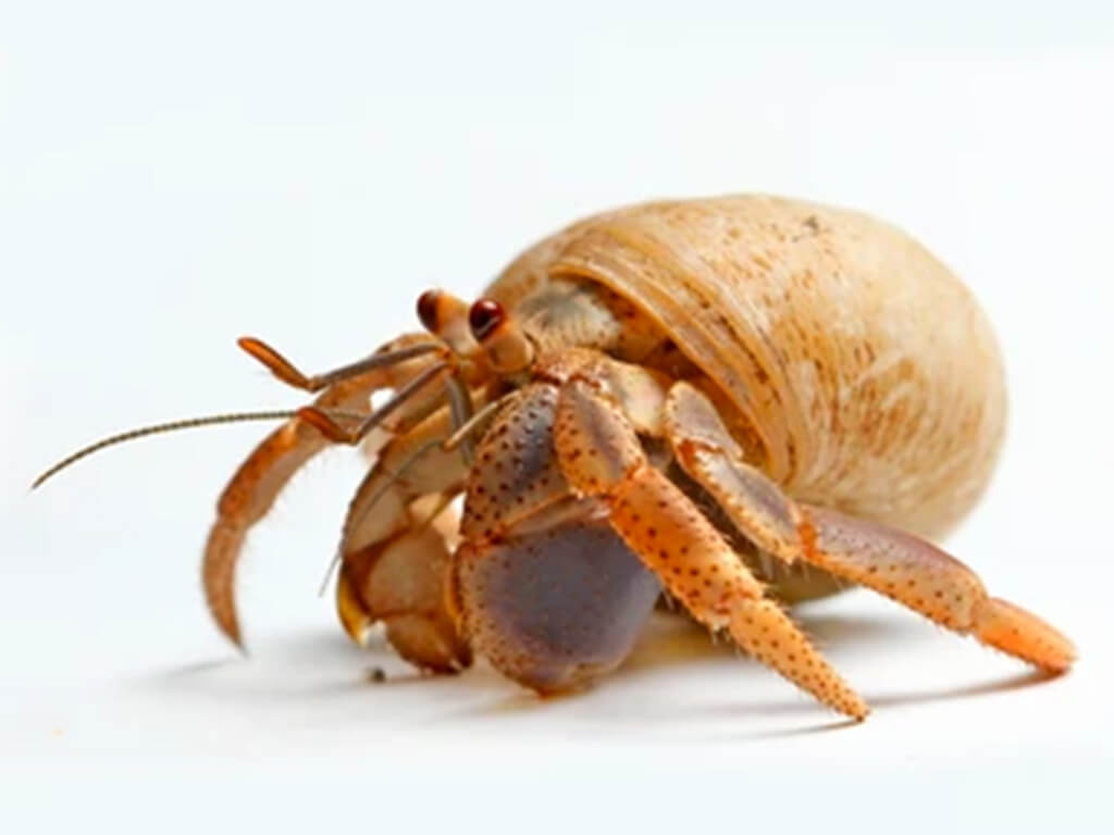 Yeti Crab 