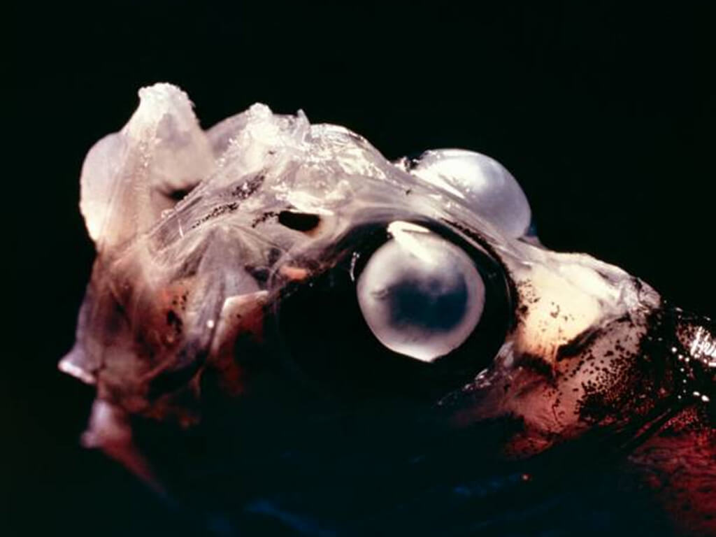 Deep-Sea Hatchetfish 
