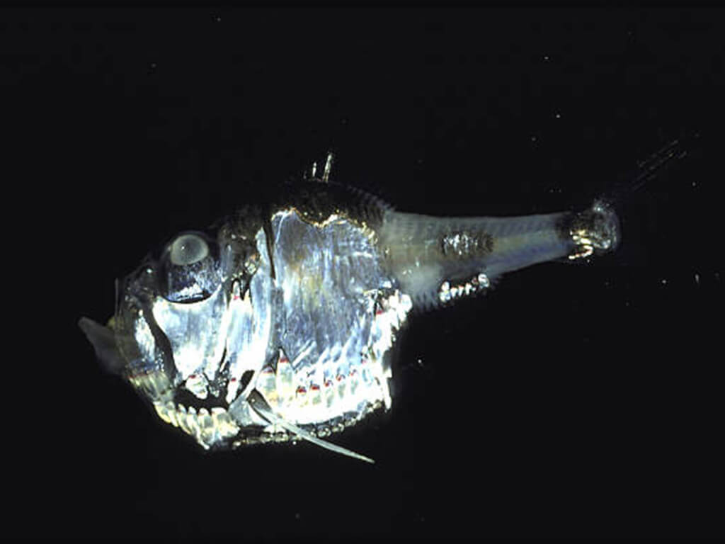 Hatchetfish