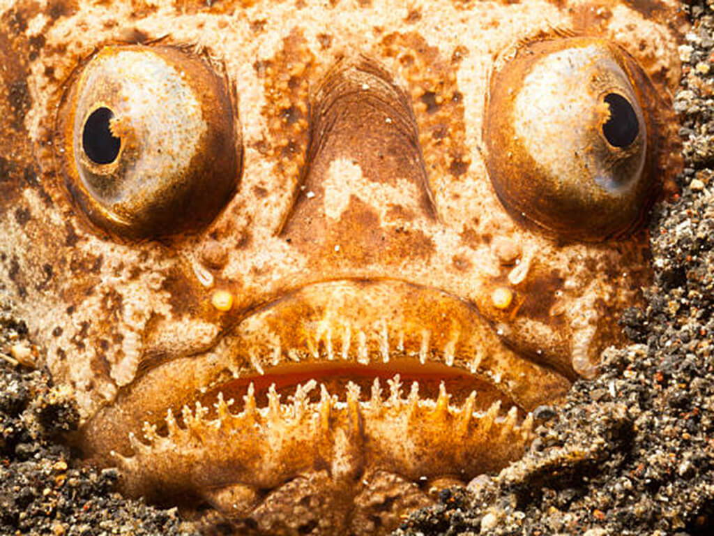 Stargazer Fish 