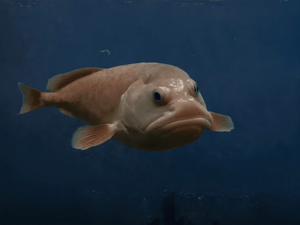 Blobfish