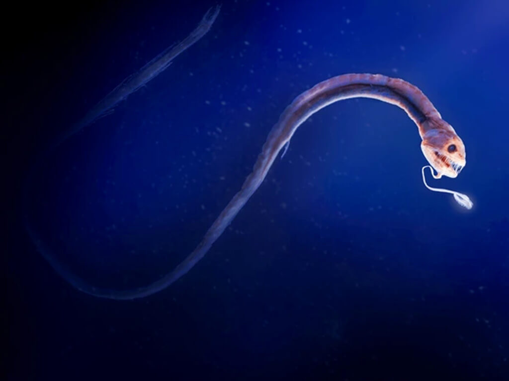 Deep-Sea Dragonfish 