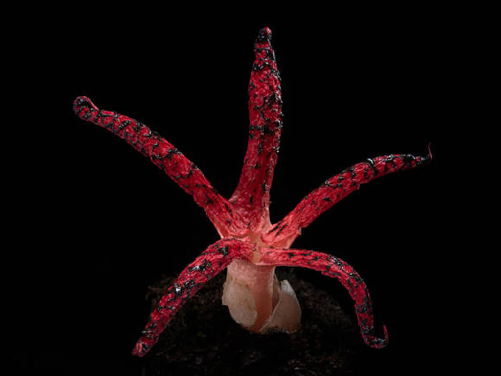 Vampire Squid