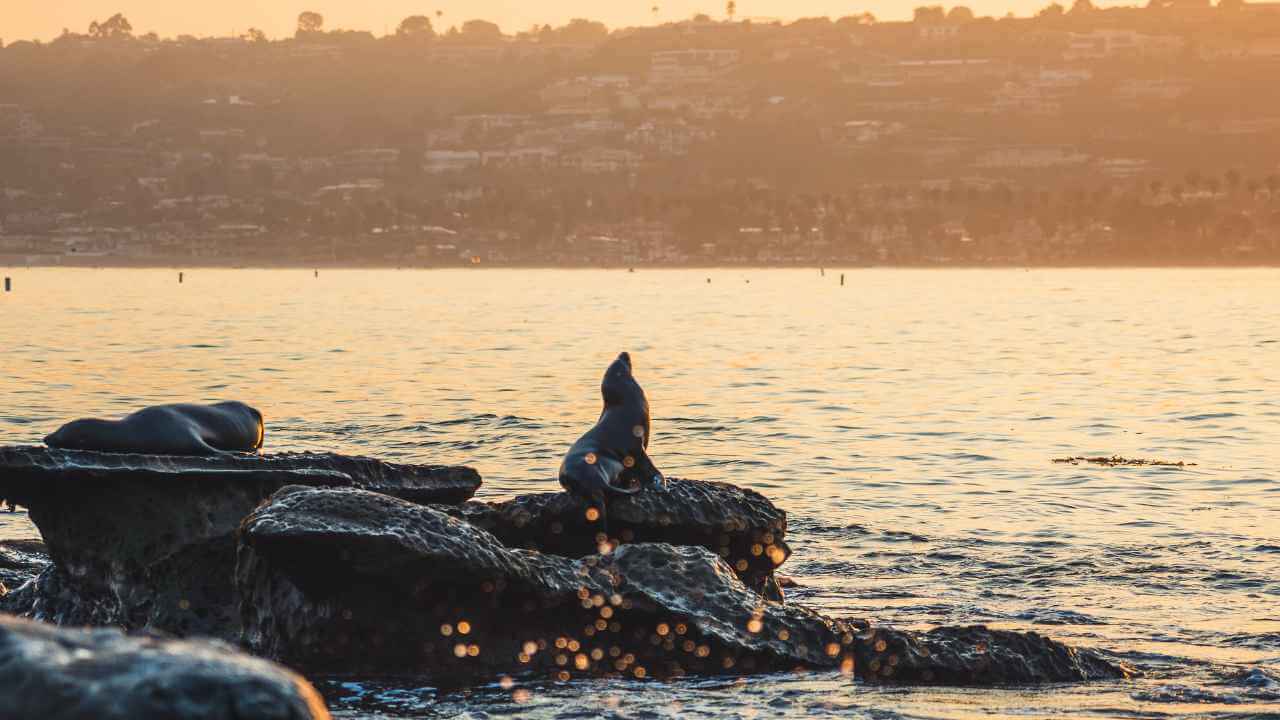 sea lions on rocks at sunset in san diego, california