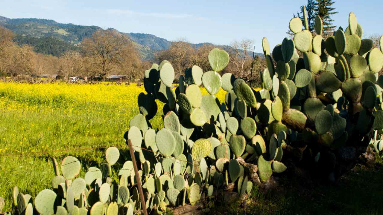 cactus plants in a field with mountains in the background