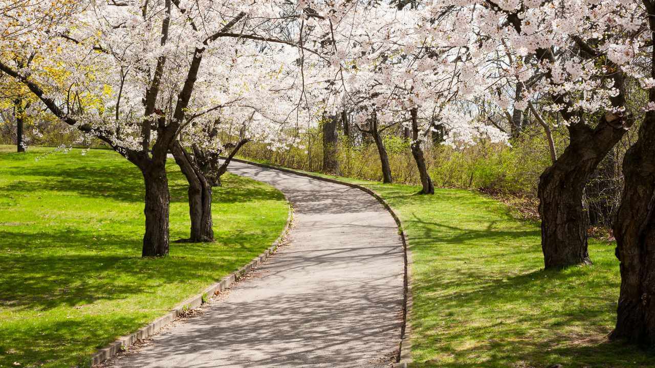 cherry blossoms on a path in a park
