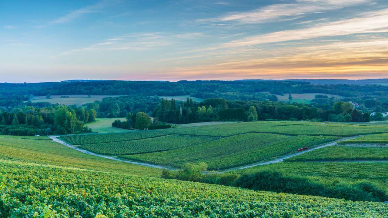 a vineyard at sunset in france