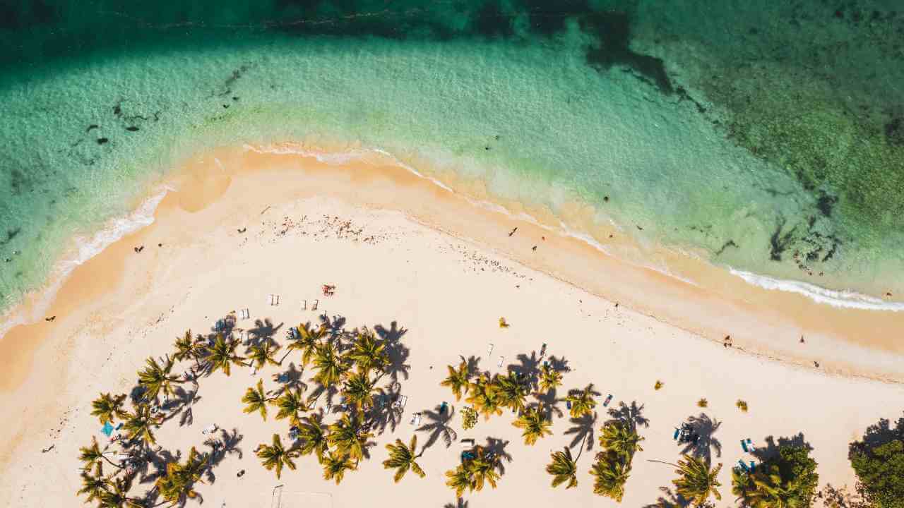 an aerial view of a tropical beach with palm trees