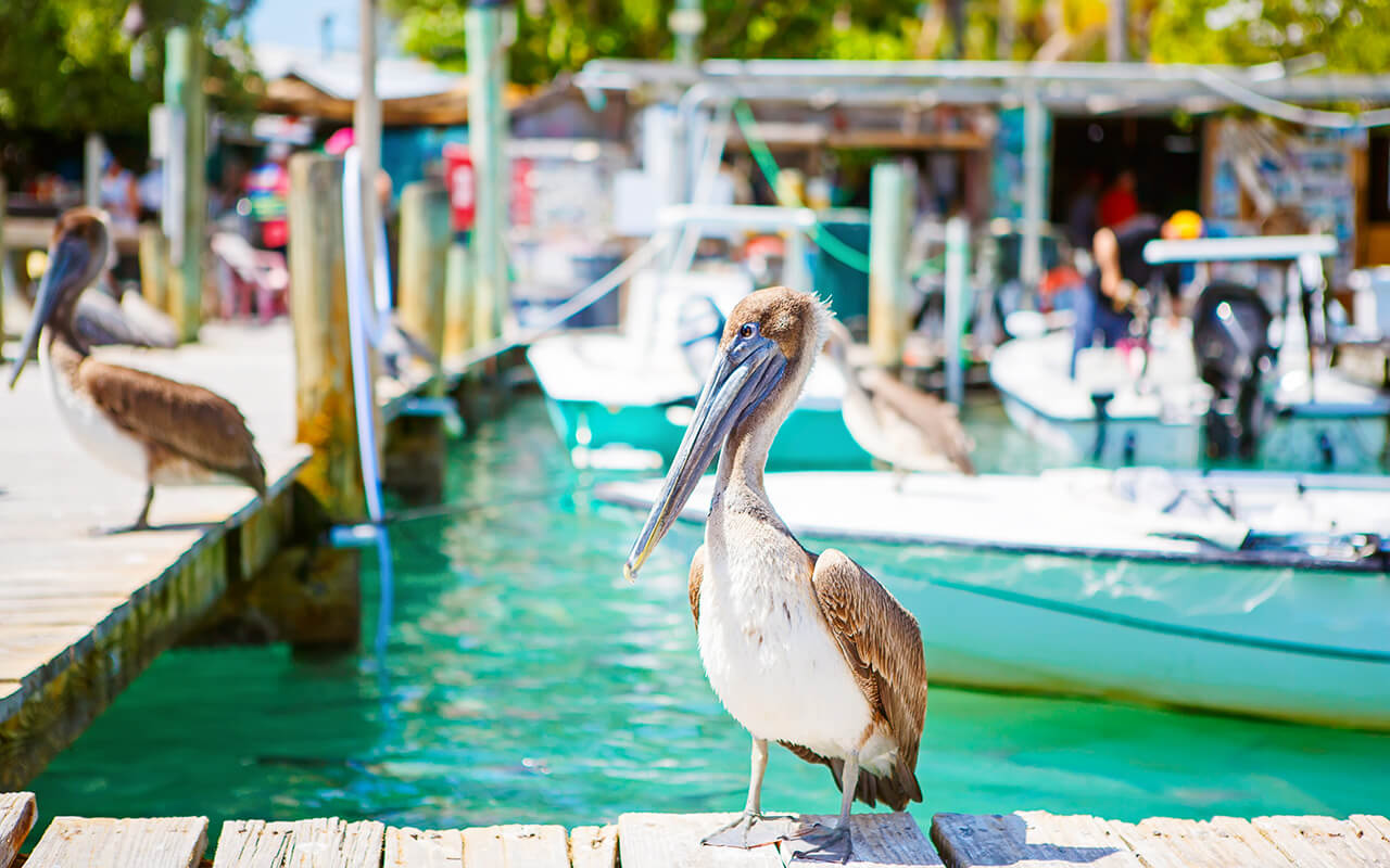 Big brown pelicans in Islamorada, Florida Keys