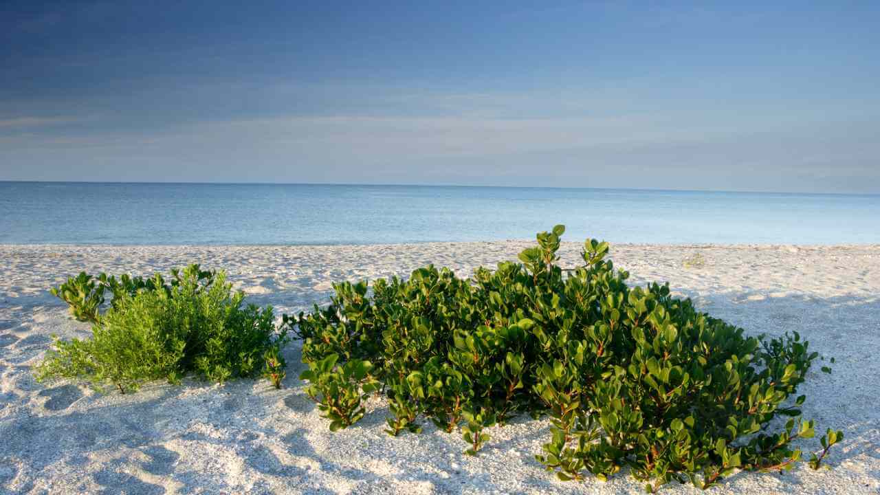 two plants growing in the sand on the beach