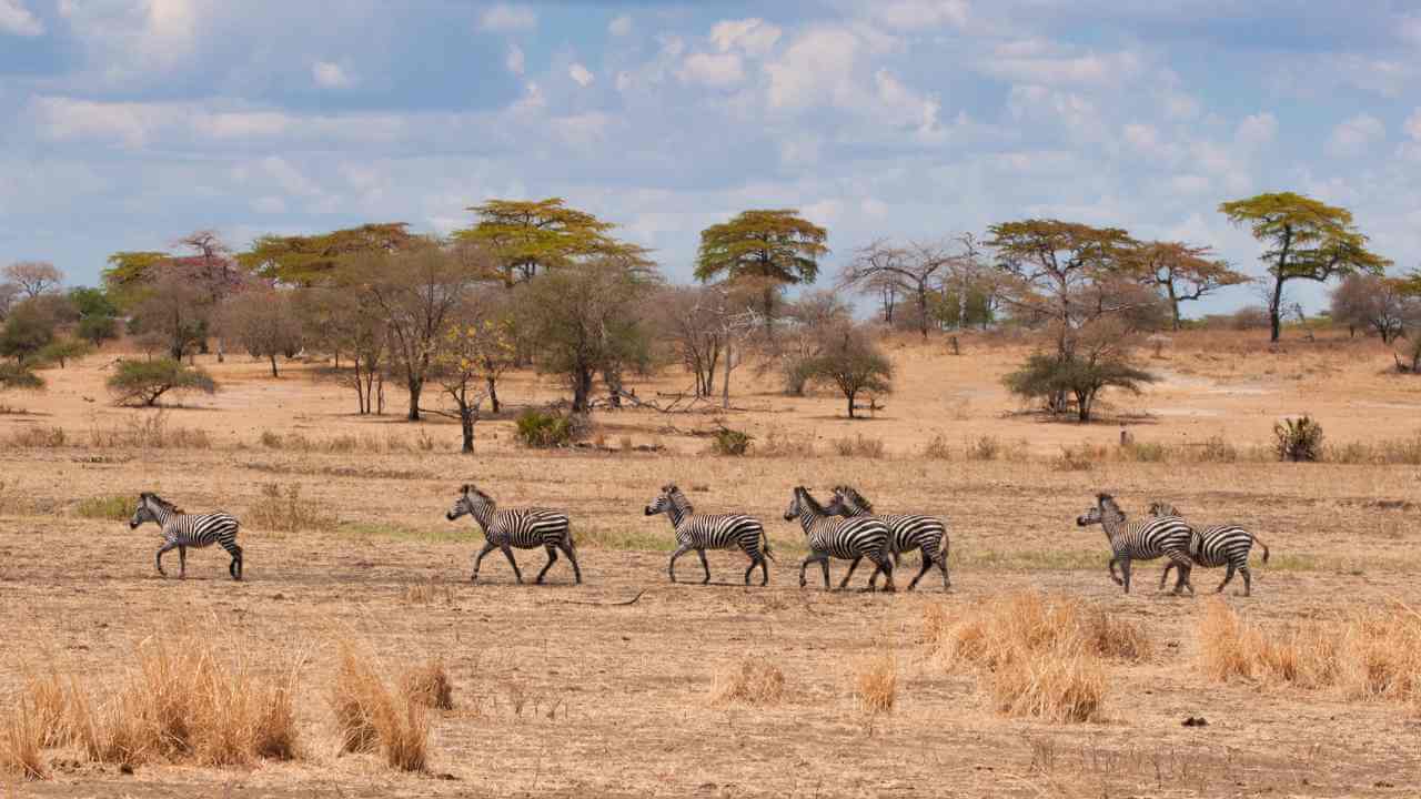 a herd of zebras running across a dry field