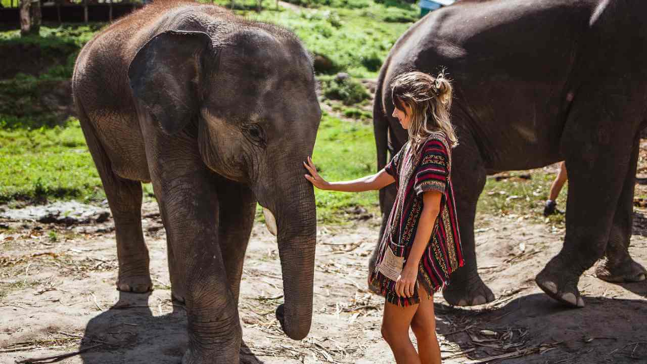 a person petting an elephant at a zoo