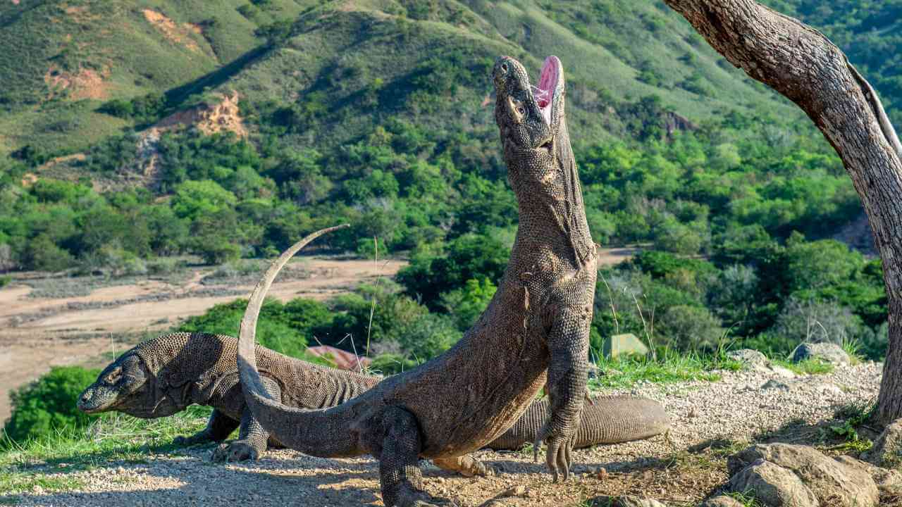 two komodo dragons standing in front of a tree