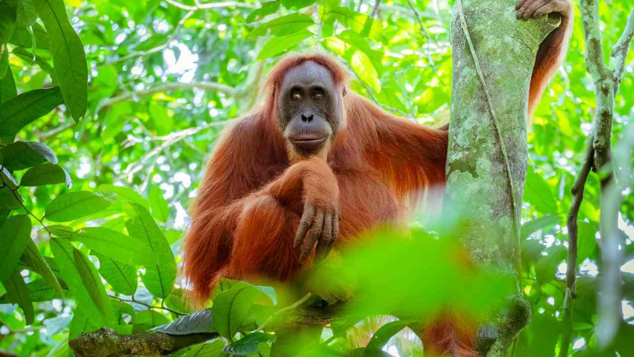 an oranguel is sitting in a tree in the jungle