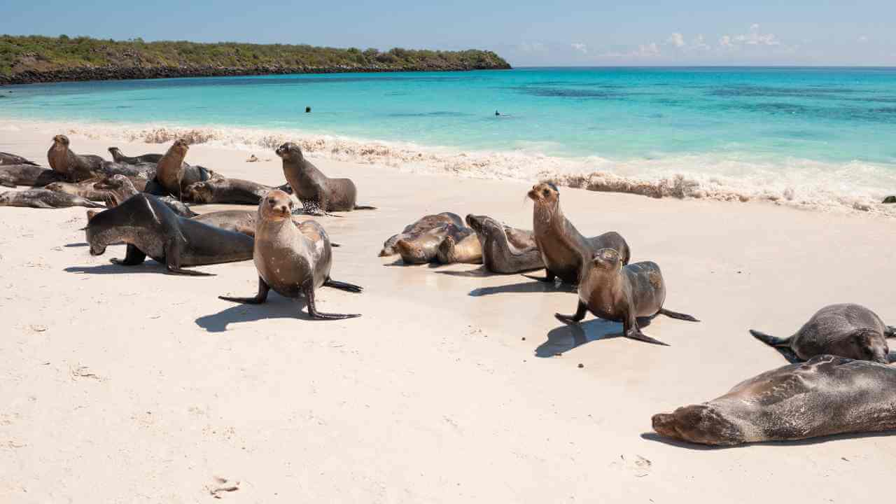 a group of sea lions on a beach near the ocean