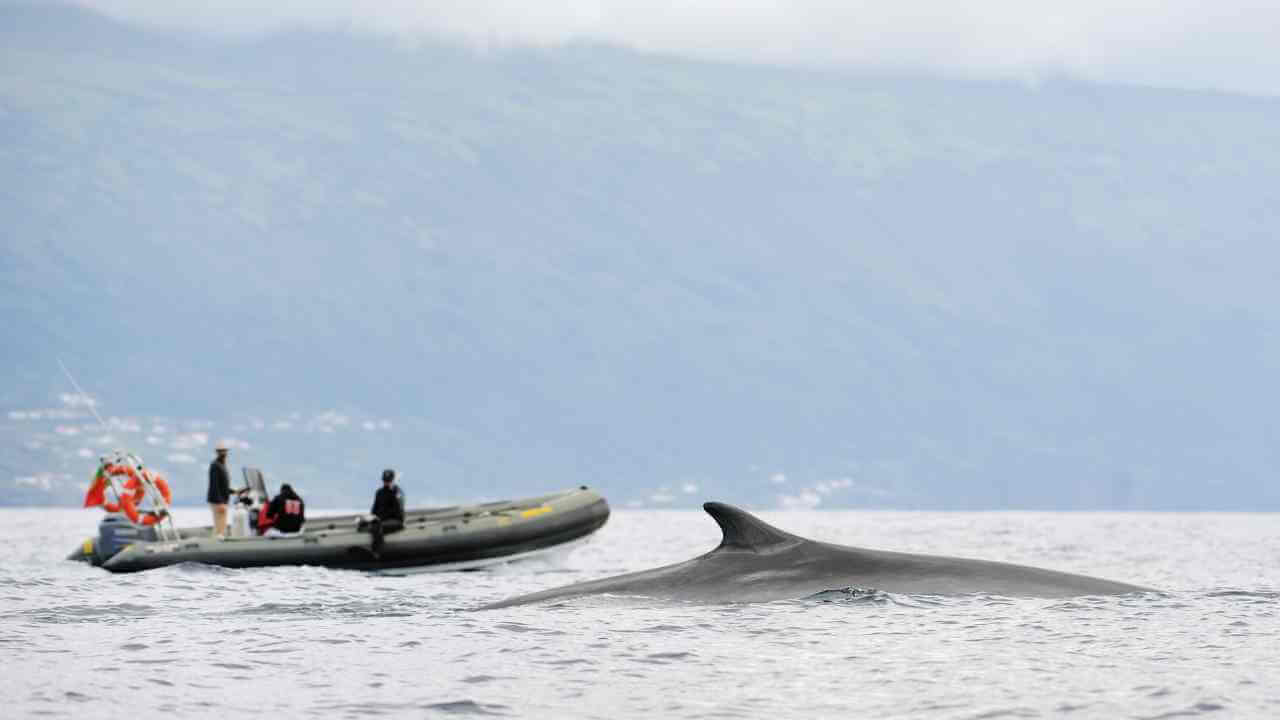 a group of people on a boat with a whale in the water