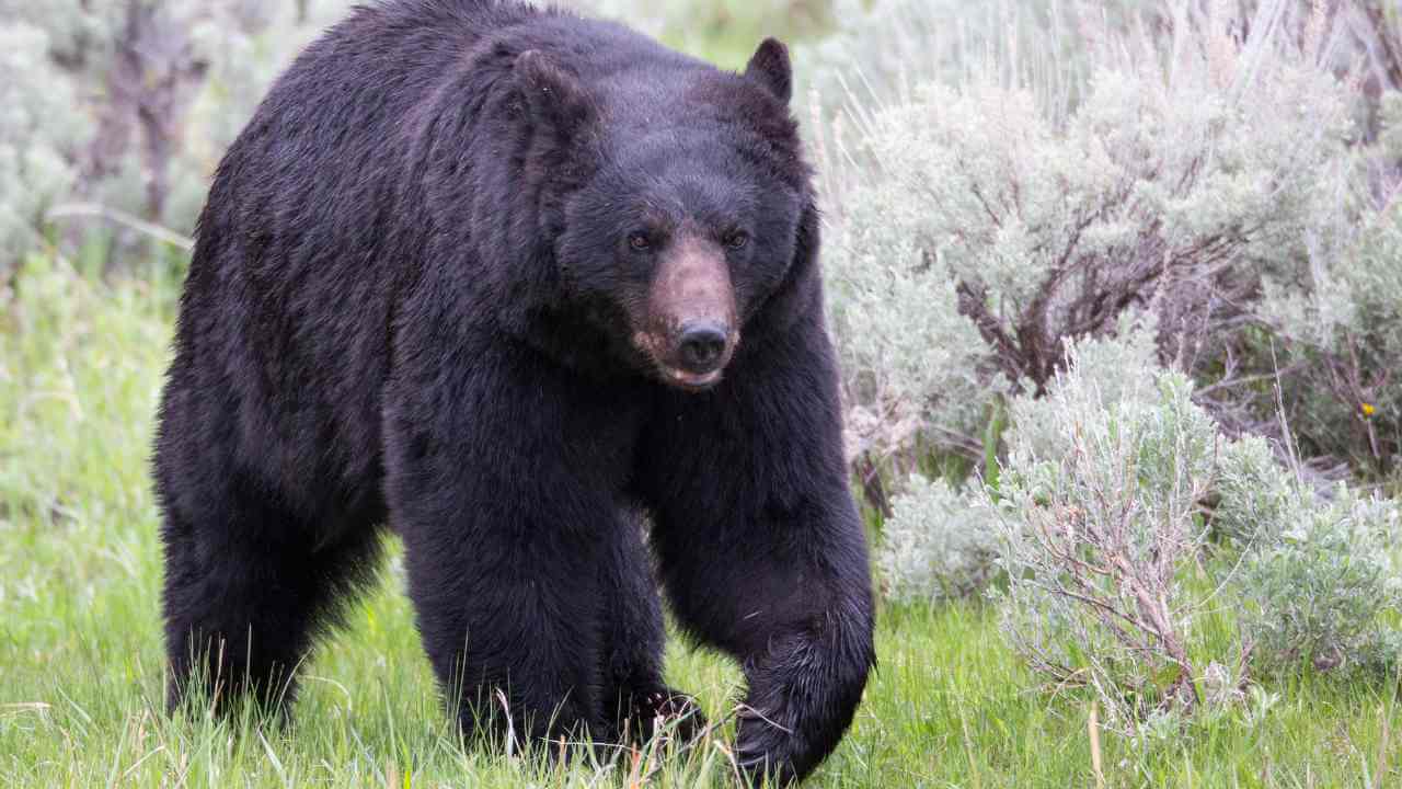 a large bear walking through a grassy field