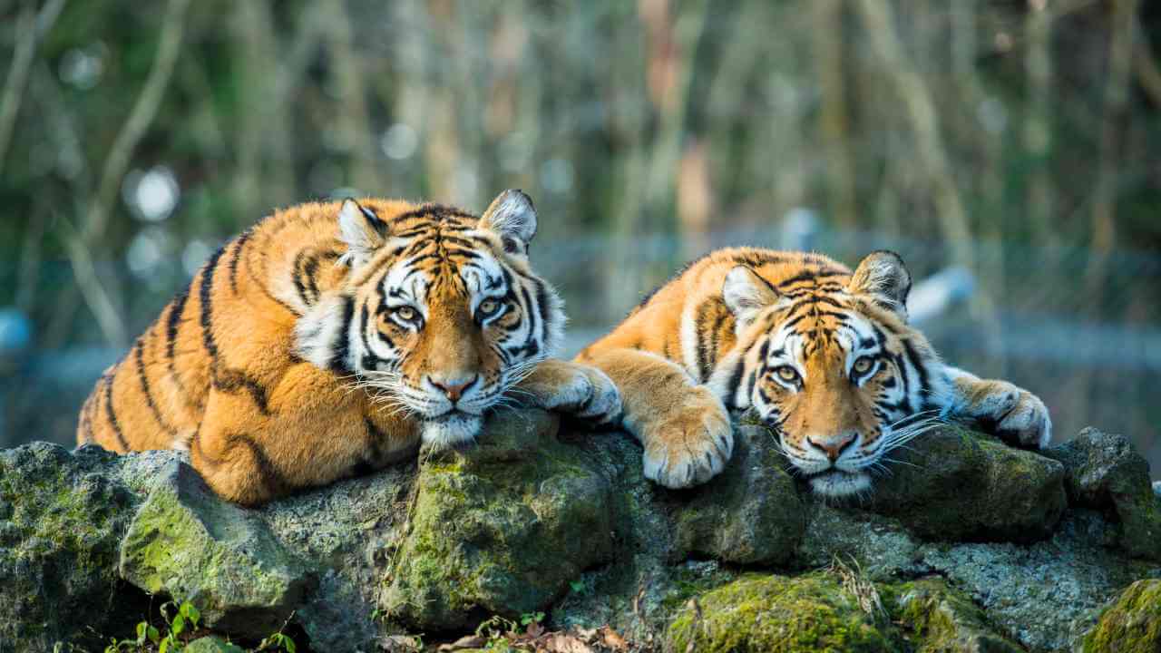 two tigers resting on a rock in an enclosure