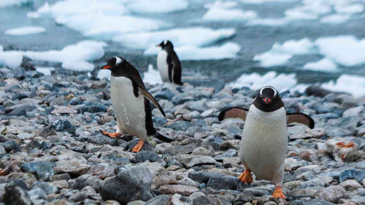 three penguins walking on rocks near the water