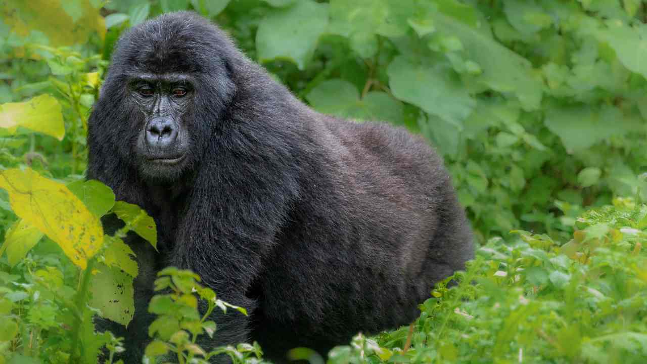 a mountain gorilla is walking through the woods