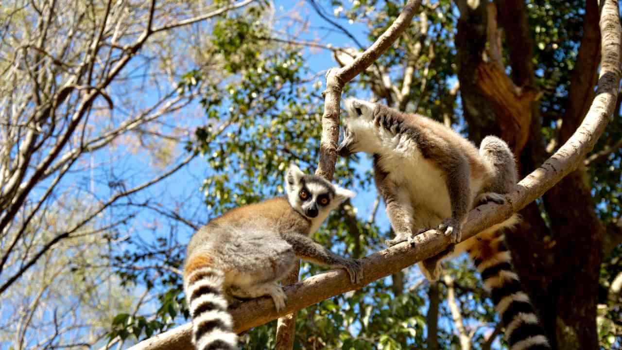 two ring tailed lemurs sitting on a tree branch