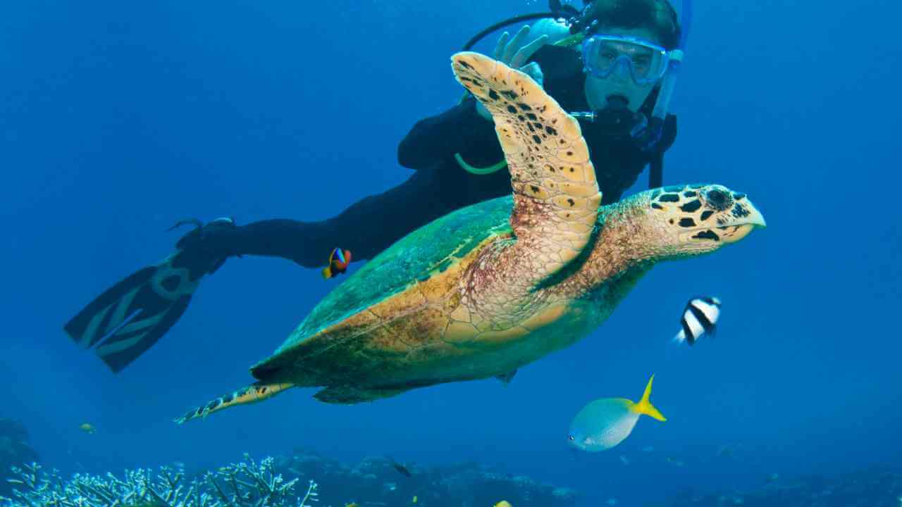 a scuba diver and a sea turtle in the ocean