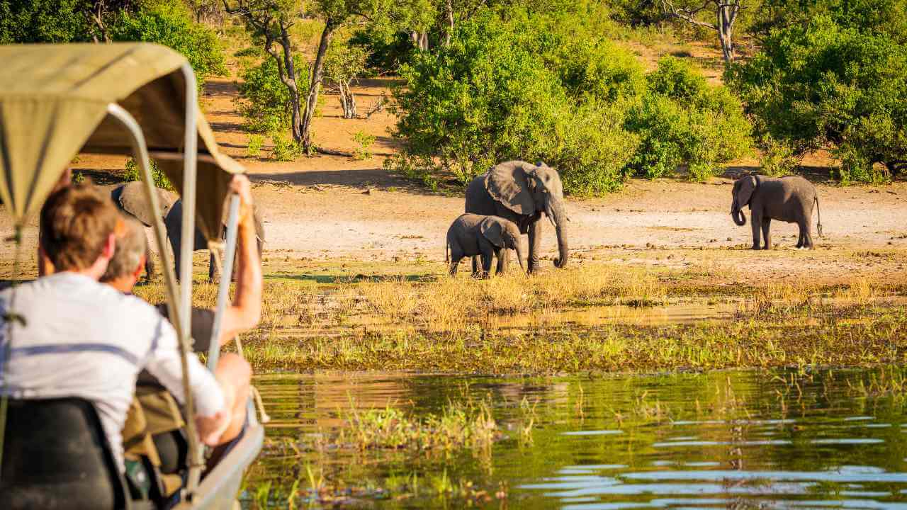 a group of people on a boat watching elephants in the water