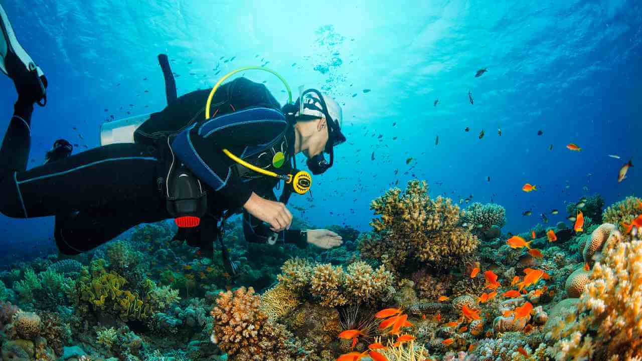 scuba diving in the red sea