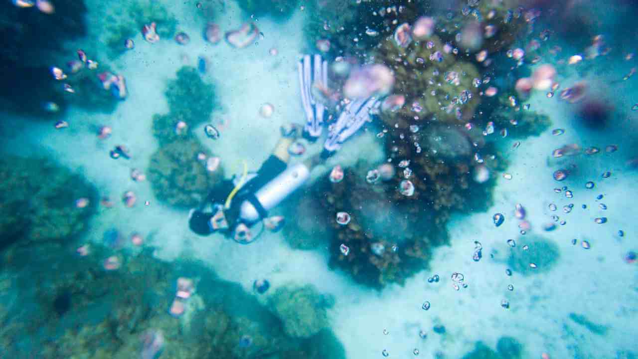 a person snorkeling near a coral reef