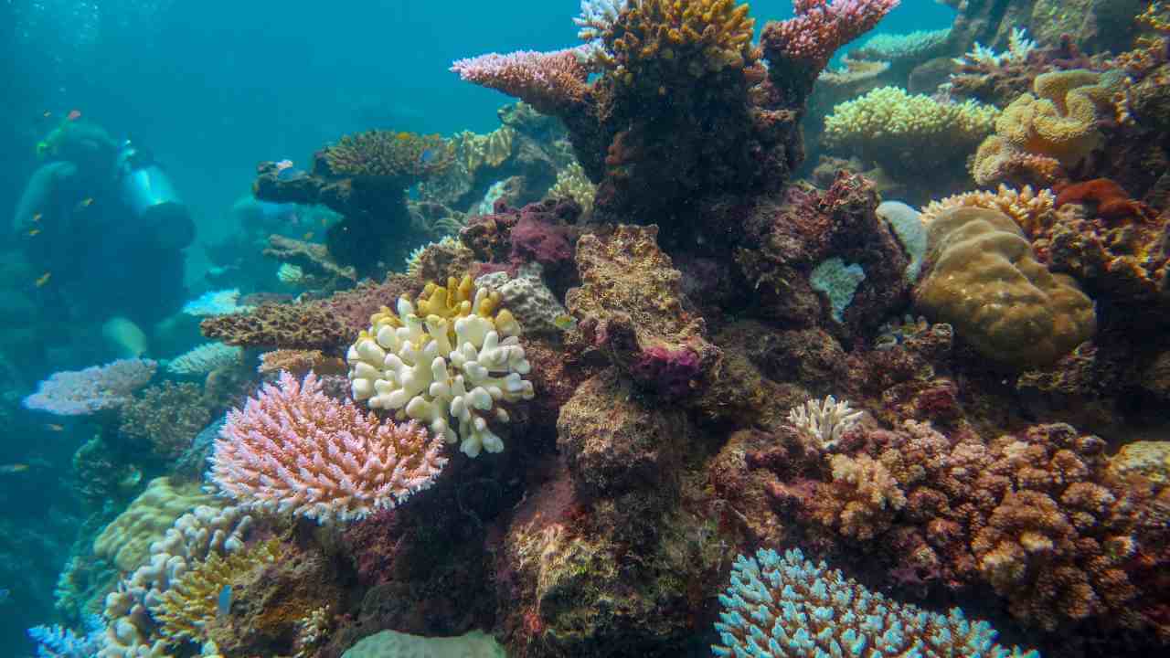 the great barrier reef, australia