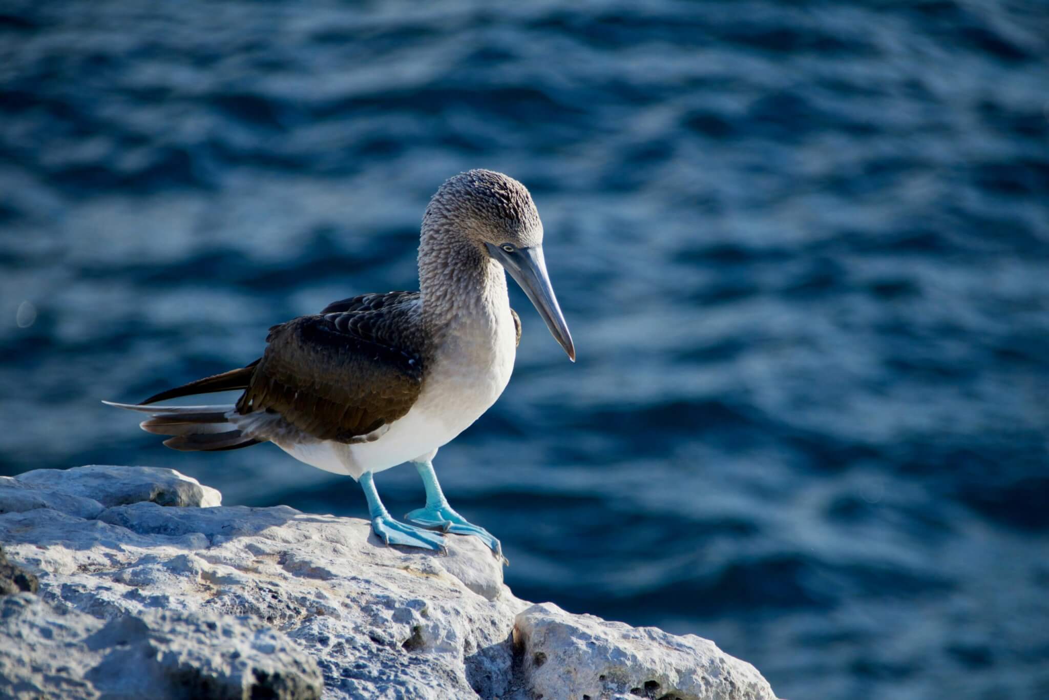 blue-footed booby