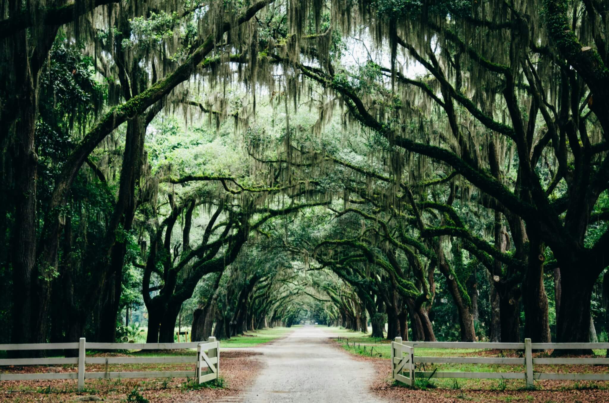 oak trees and spanish moss