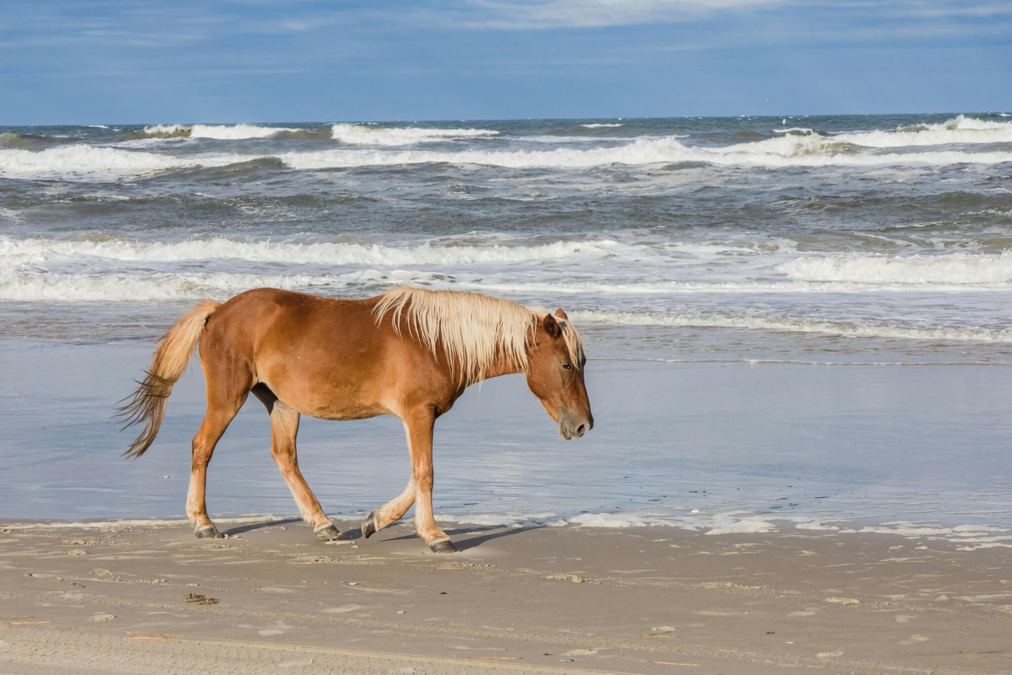 wild horse in the outer banks