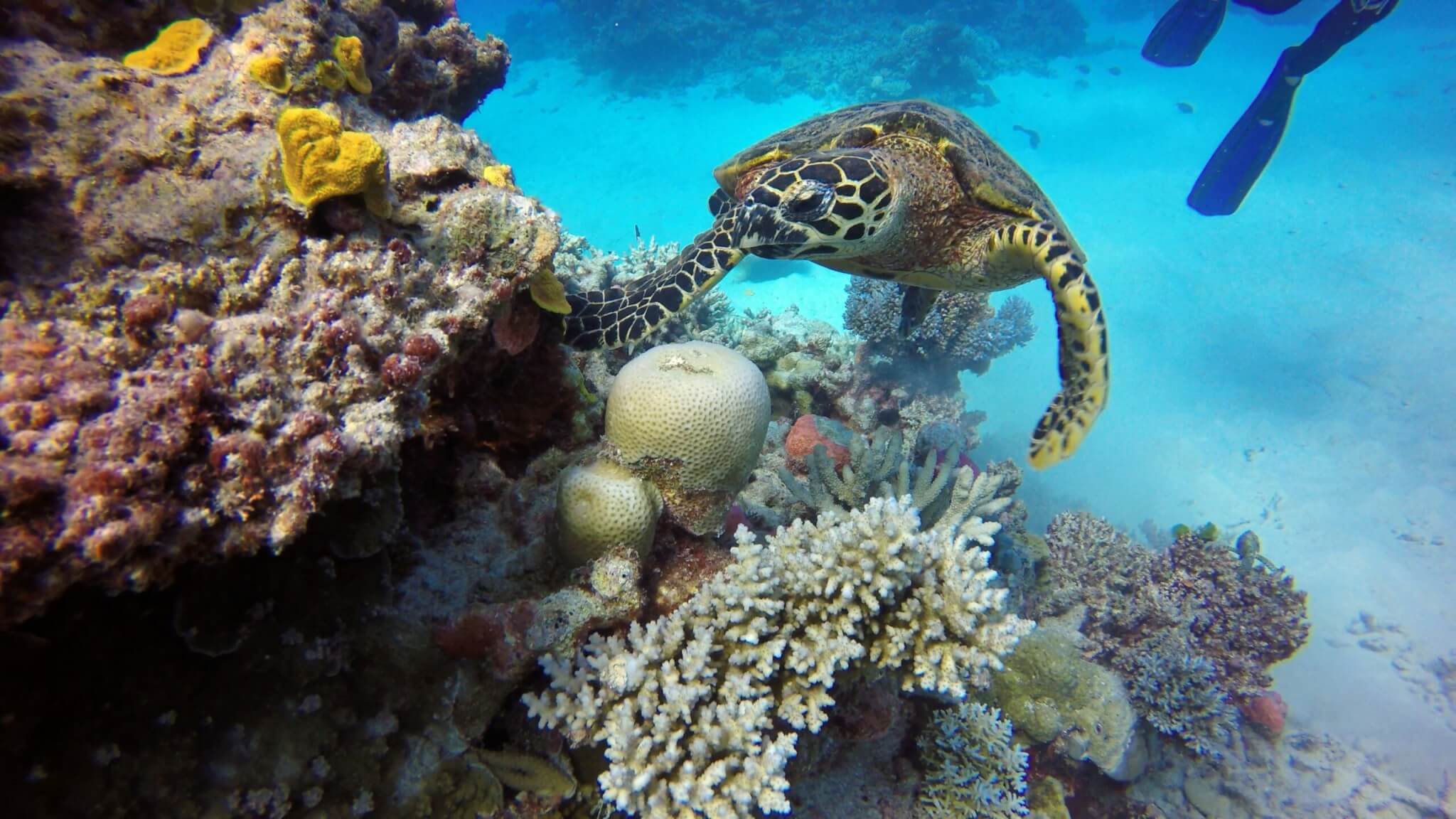 sea turtle in a reef