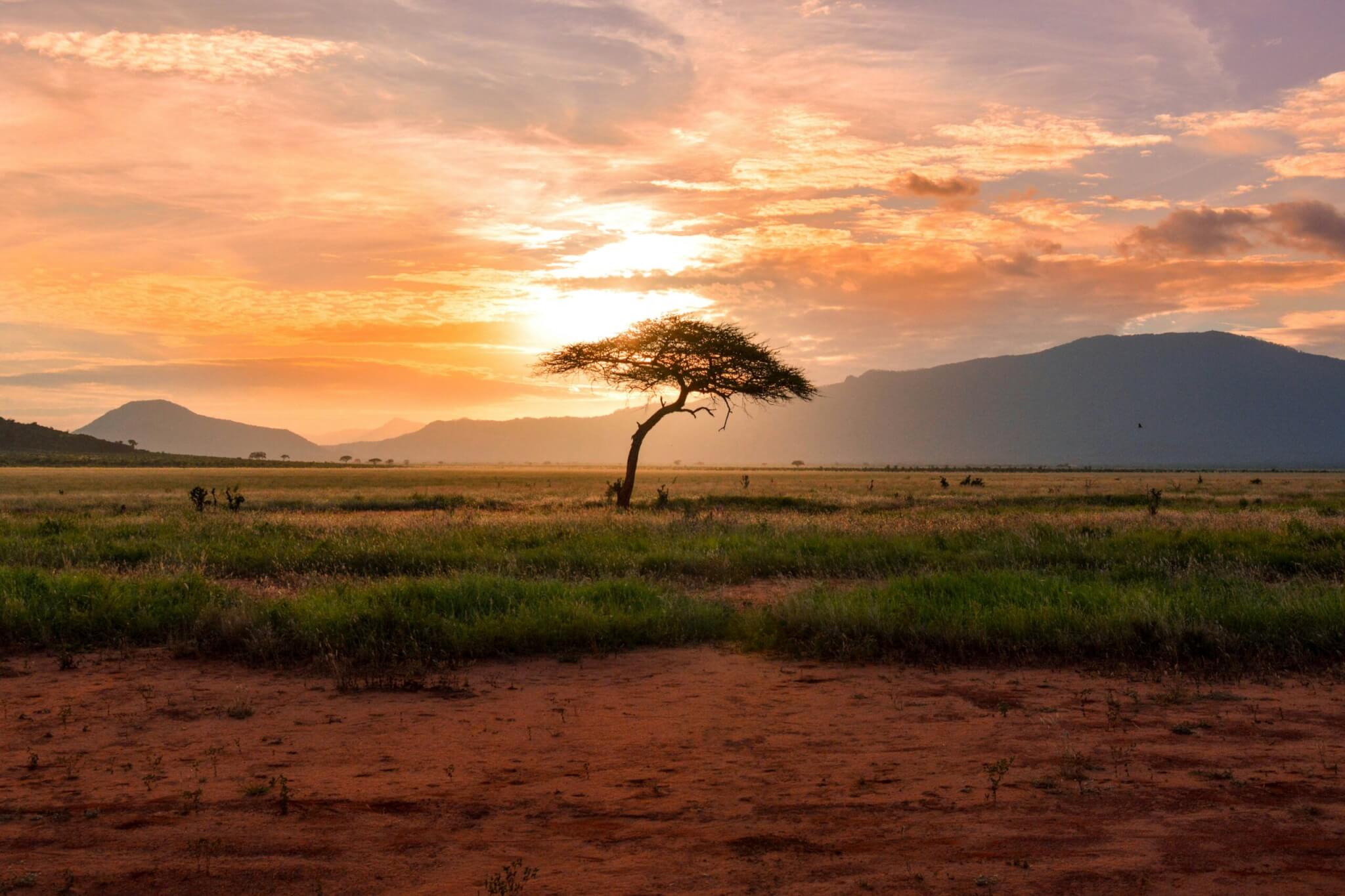 safari in kenya