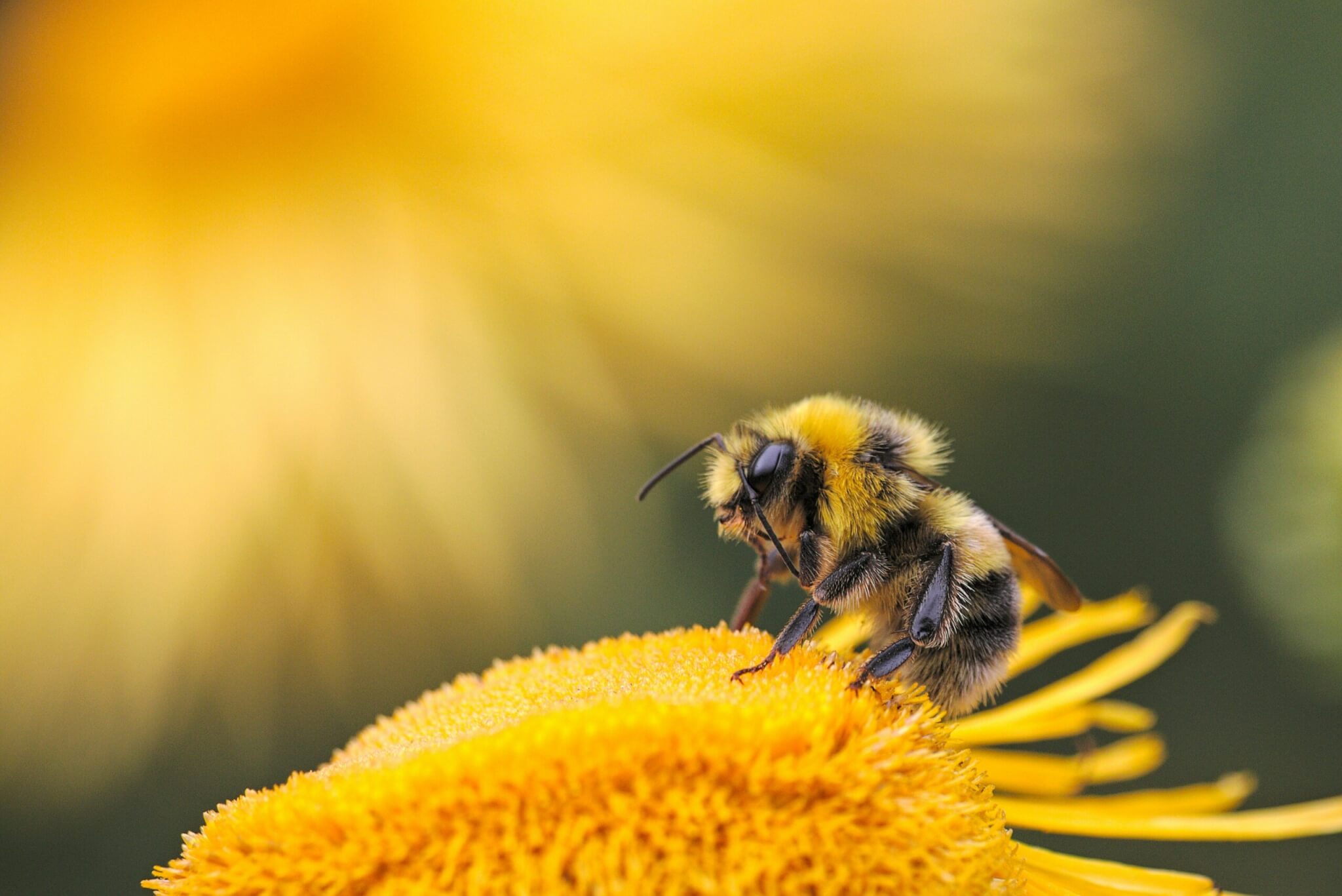 bee on a flower